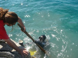 Καθαρισμός Λιμανιού Ερμιόνης