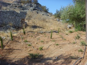 Αναπλάσεις Ερμιόνης